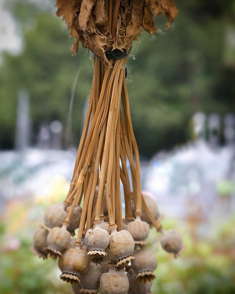 best place to buy dried poppy pods