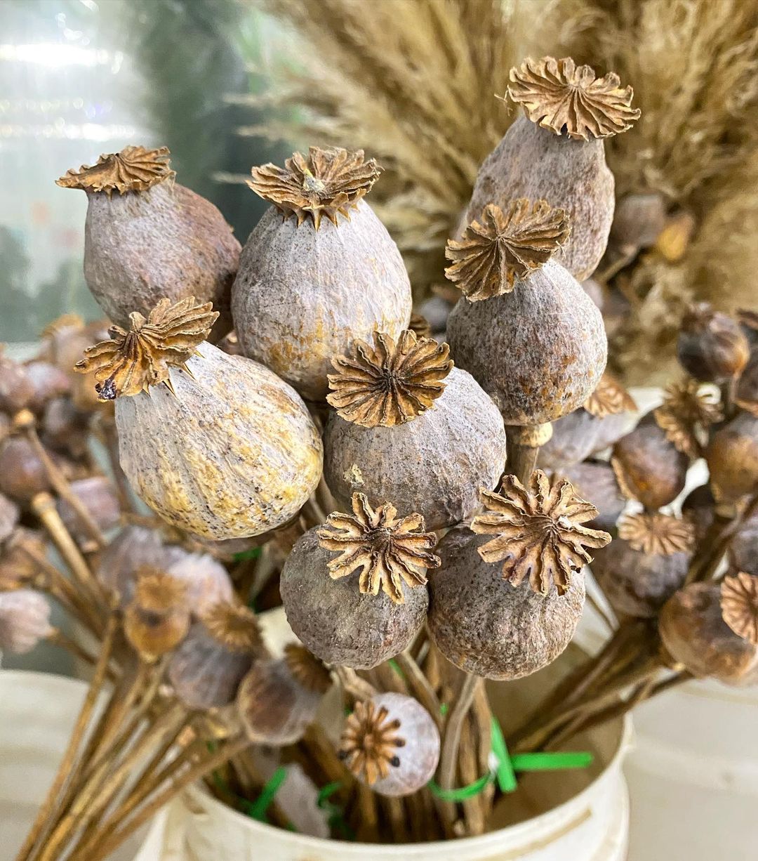 where can i buy dried poppy pods